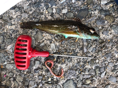 爆風ロックフィッシング