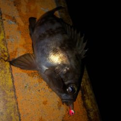 秋田火力ナイトメバリング