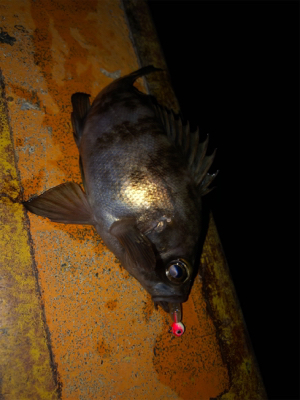 秋田火力ナイトメバリング