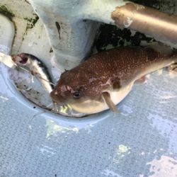 太刀魚  須磨沖