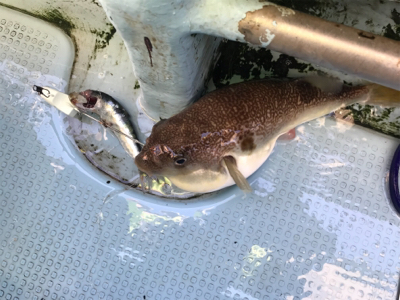 太刀魚  須磨沖