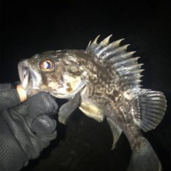 根魚よく釣れます