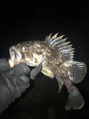 根魚よく釣れます
