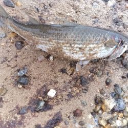 【須磨】冬でも連日陸っぱり良型タチウオ釣れた!