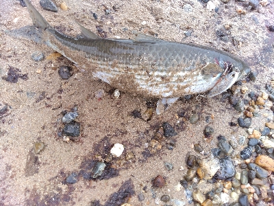 【須磨】冬でも連日陸っぱり良型タチウオ釣れた!