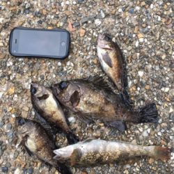 朝からライトゲーム