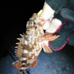 明石メバリング