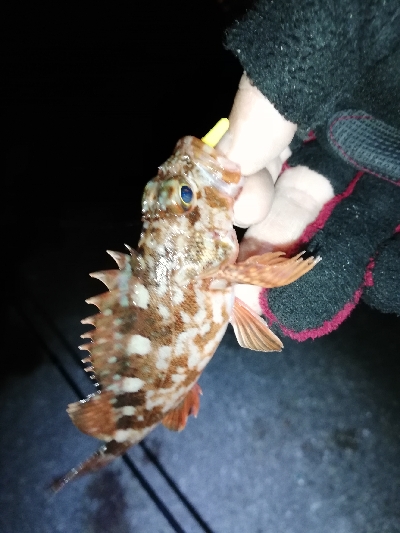 明石メバリング