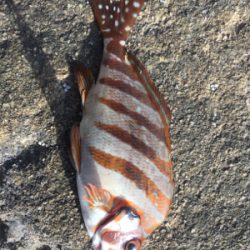 まさかのイシダイ