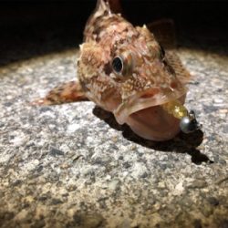 アジング終了?!