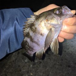 ちょっと渋め?メバリング