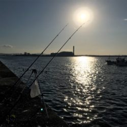 岸和田一文字でカレイ!