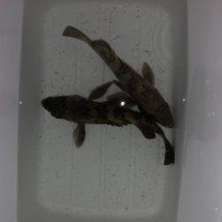 メバルプラッキング