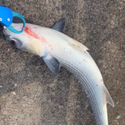 新年初フィーーーーッシュは!?