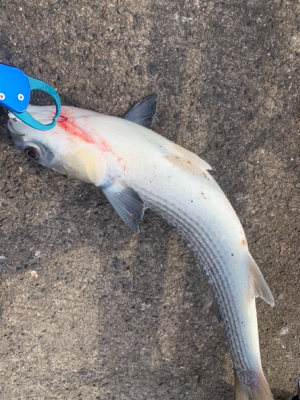 新年初フィーーーーッシュは!?