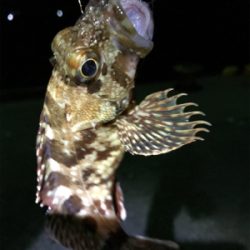 合津港ムシング