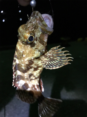 合津港ムシング