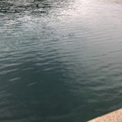 やっぱりサビキは最強