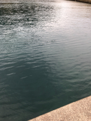 やっぱりサビキは最強