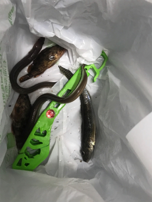 金城埠頭でアナゴ釣り