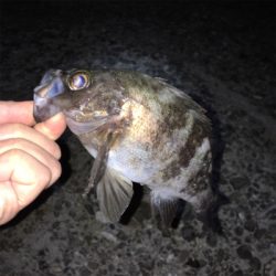 アフターメバル釣れました