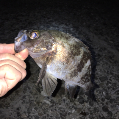 アフターメバル釣れました