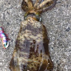 底物狙いのはずが、、、