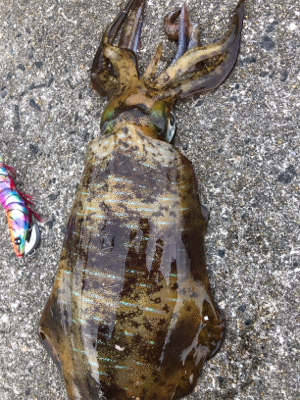 底物狙いのはずが、、、