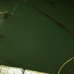 アカイカエギング