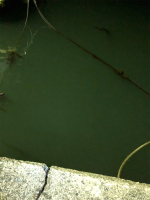 アカイカエギング