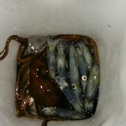 ヒイカ、まだ楽しめます!