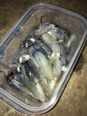 ムラのあるヒイカ釣り(＞＜)