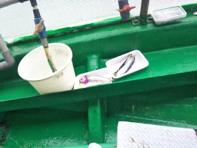 新年あけたら初釣りです！