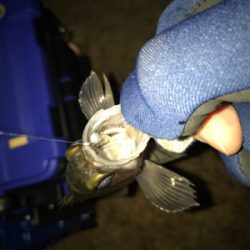 2019 メバリング 2nd