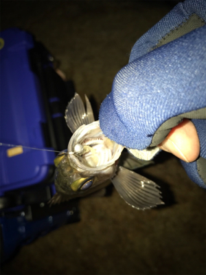 2019 メバリング 2nd