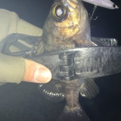 2019年初釣り メバリング編