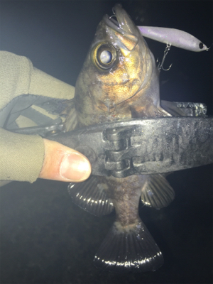 2019年初釣り メバリング編