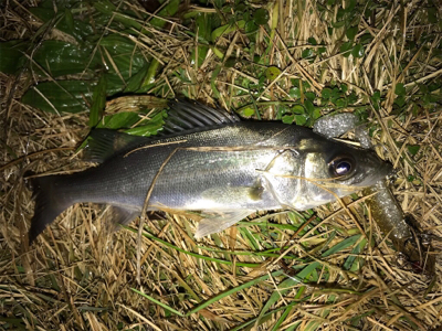 今年初のシーバス