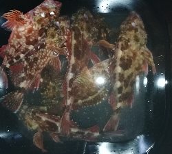 ナイトメバリング