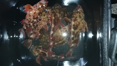 ナイトメバリング