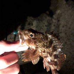 今年初フィッシュ！