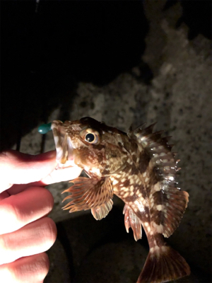 今年初フィッシュ！