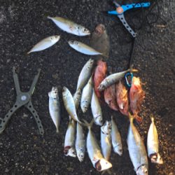 メガフロートデビュー