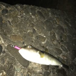 今年初淡路ライトゲーム