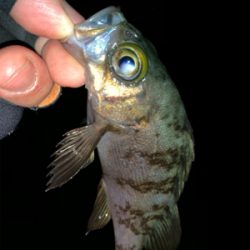 ホームポイント