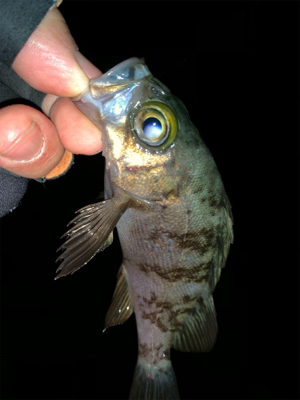 ホームポイント