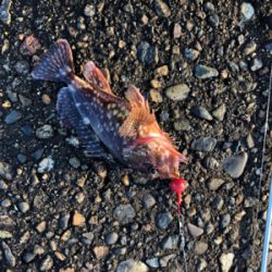 ヤリイカ釣りのち穴釣り