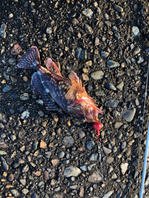 ヤリイカ釣りのち穴釣り