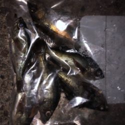 メバリングしてきました♪