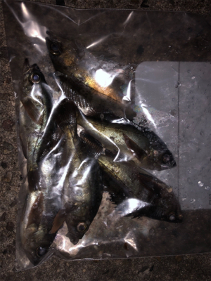 メバリングしてきました♪